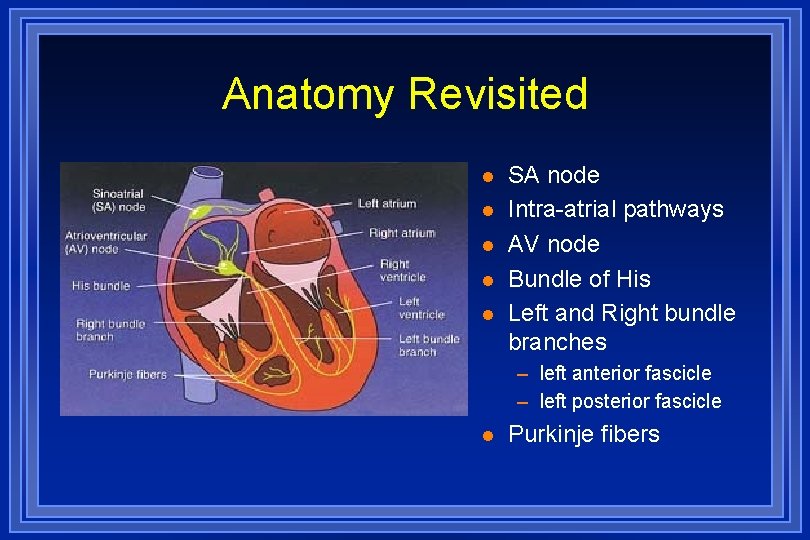 Anatomy Revisited l l l SA node Intra-atrial pathways AV node Bundle of His