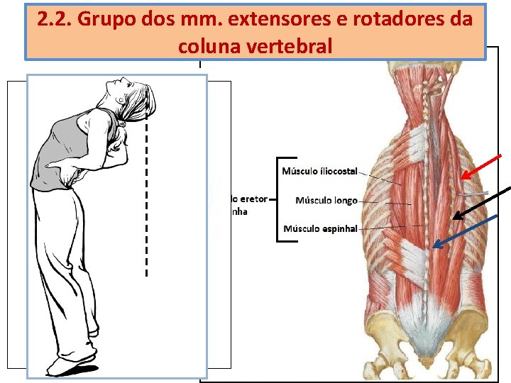 2. 2. Grupo dos mm. extensores e rotadores da coluna vertebral 