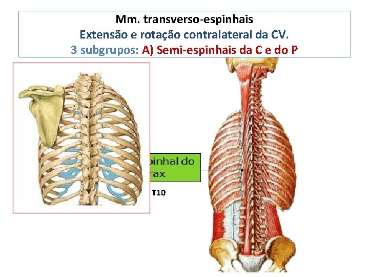 Mm. transverso-espinhais Extensão e rotação contralateral da CV. 3 subgrupos: A) Semi-espinhais da C
