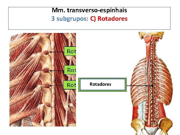 Mm. transverso-espinhais 3 subgrupos: C) Rotadores 