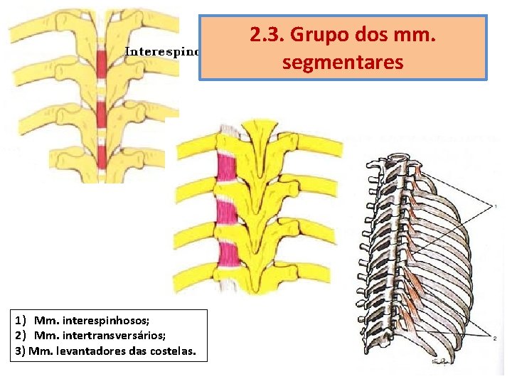 2. 3. Grupo dos mm. segmentares • intert 1) Mm. interespinhosos; 2) Mm. intertransversários;