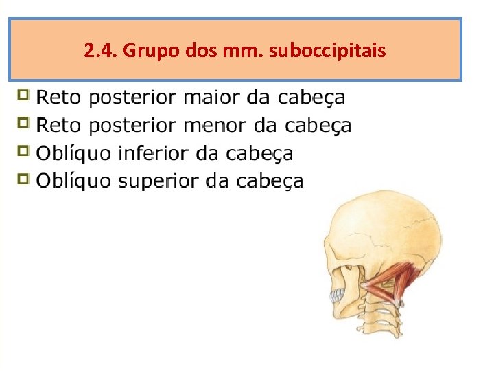 2. 4. Grupo dos mm. suboccipitais 