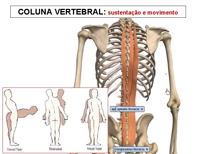 COLUNA VERTEBRAL: sustentação e movimento 