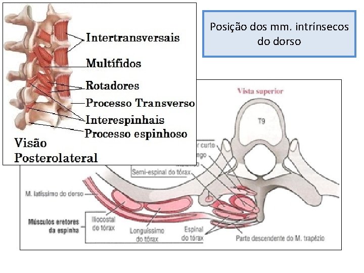 Posição dos mm. intrínsecos do dorso 