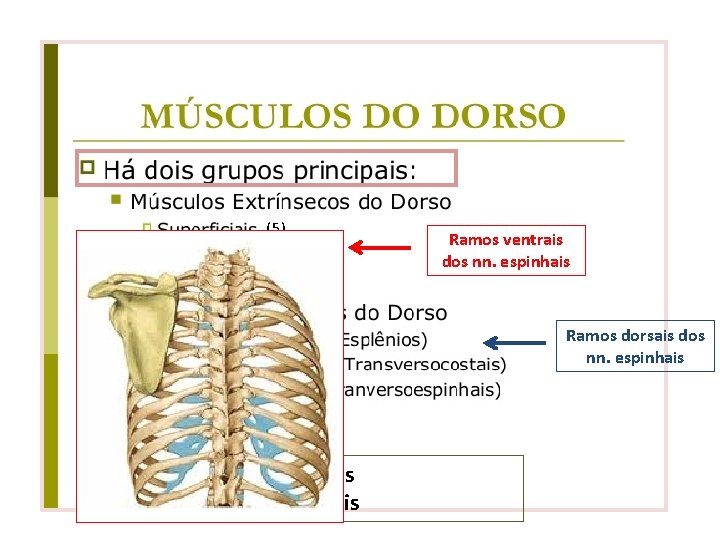 (5) (2) Ramos ventrais dos nn. espinhais Ramos dorsais dos nn. espinhais § Músculos