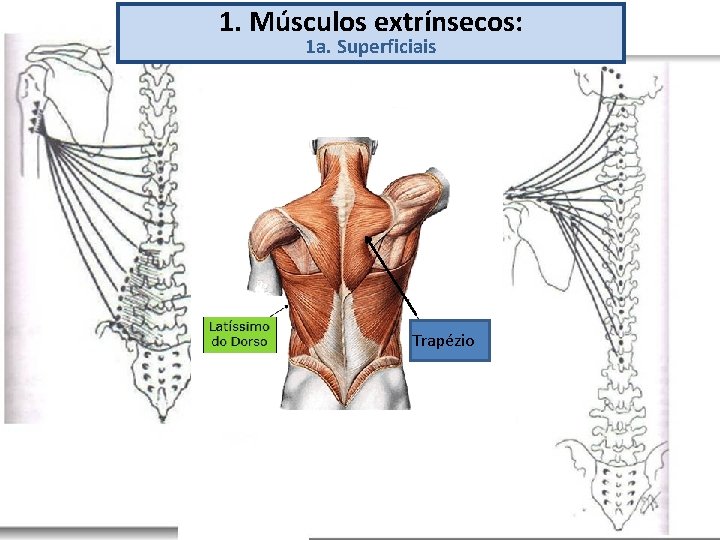 1. Músculos extrínsecos: 1 a. Superficiais Trapézio 