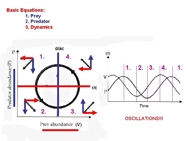 Basic Equations: 1. Prey 2. Predator 3. Dynamics d/ac 1. 4. 1. 2. 3.
