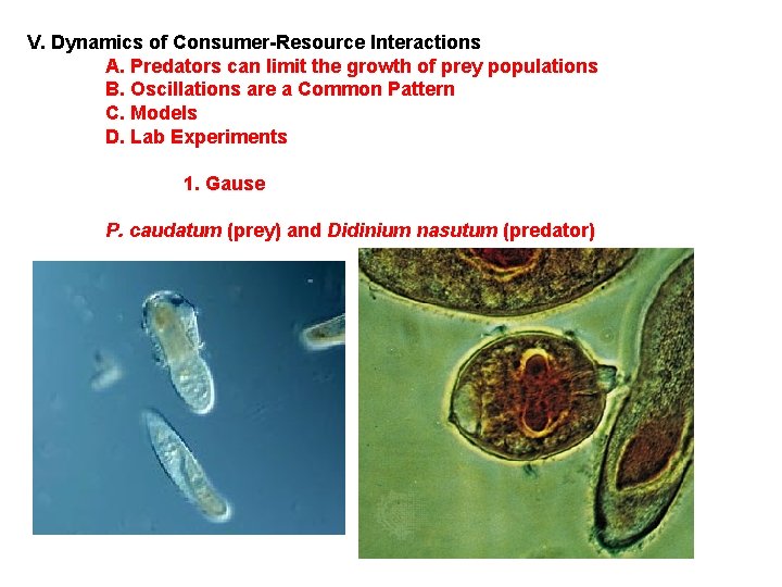 V. Dynamics of Consumer-Resource Interactions A. Predators can limit the growth of prey populations