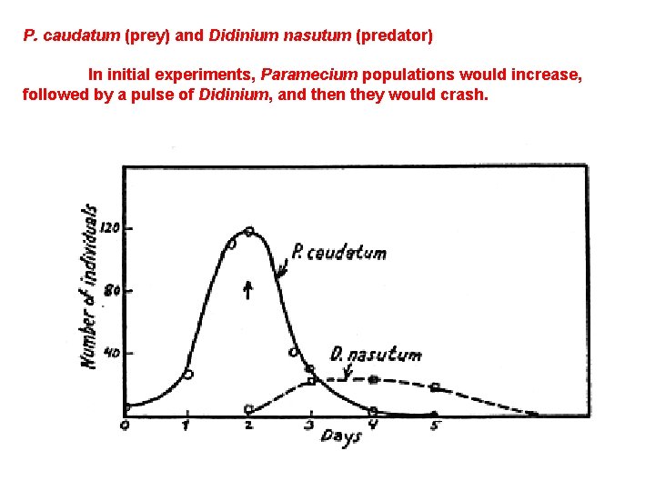 P. caudatum (prey) and Didinium nasutum (predator) In initial experiments, Paramecium populations would increase,