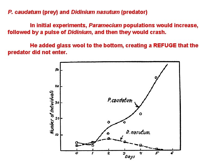 P. caudatum (prey) and Didinium nasutum (predator) In initial experiments, Paramecium populations would increase,