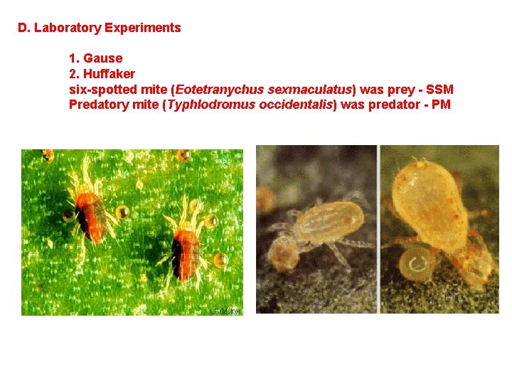 D. Laboratory Experiments 1. Gause 2. Huffaker six-spotted mite (Eotetranychus sexmaculatus) was prey -