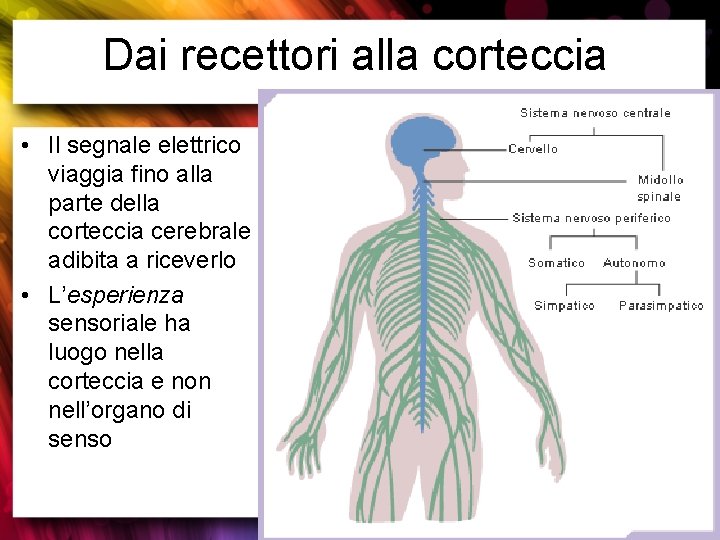 Dai recettori alla corteccia • Il segnale elettrico viaggia fino alla parte della corteccia