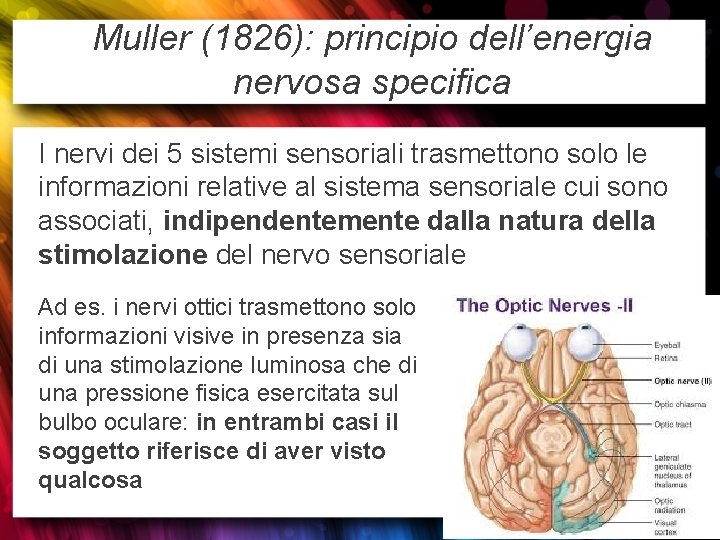 Muller (1826): principio dell’energia nervosa specifica I nervi dei 5 sistemi sensoriali trasmettono solo