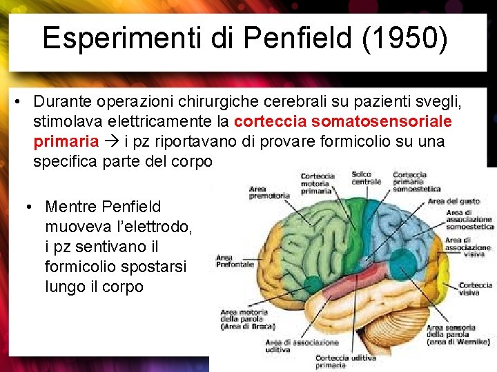 Esperimenti di Penfield (1950) • Durante operazioni chirurgiche cerebrali su pazienti svegli, stimolava elettricamente