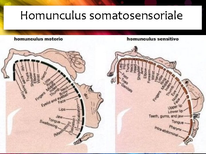 Homunculus somatosensoriale 