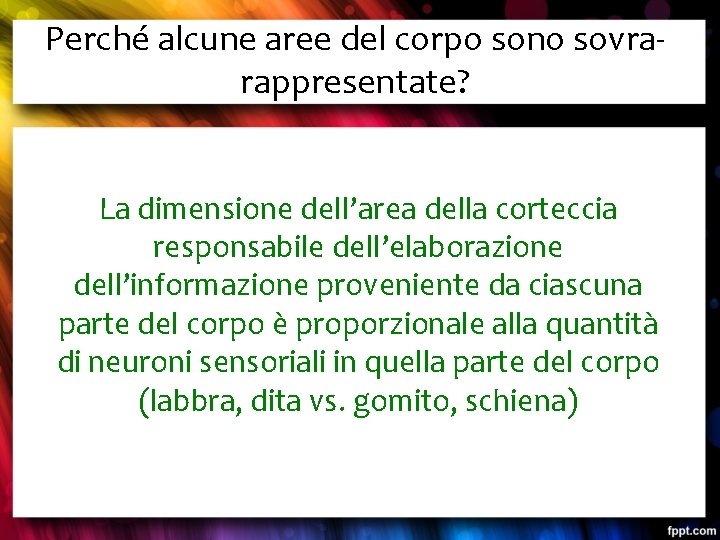 Perché alcune aree del corpo sono sovrarappresentate? La dimensione dell’area della corteccia responsabile dell’elaborazione