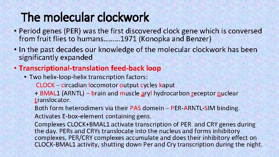 The molecular clockwork • Period genes (PER) was the first discovered clock gene which