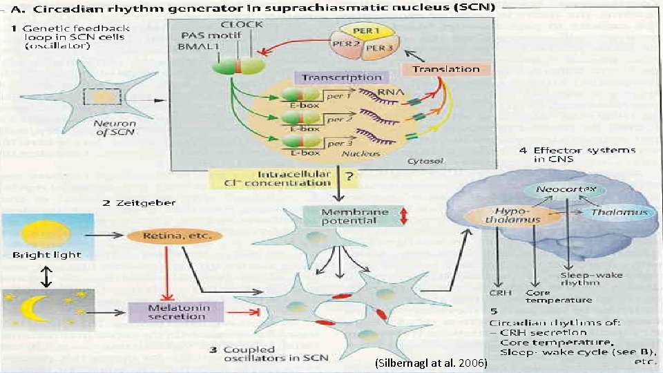 (Silbernagl at al. 2006) 
