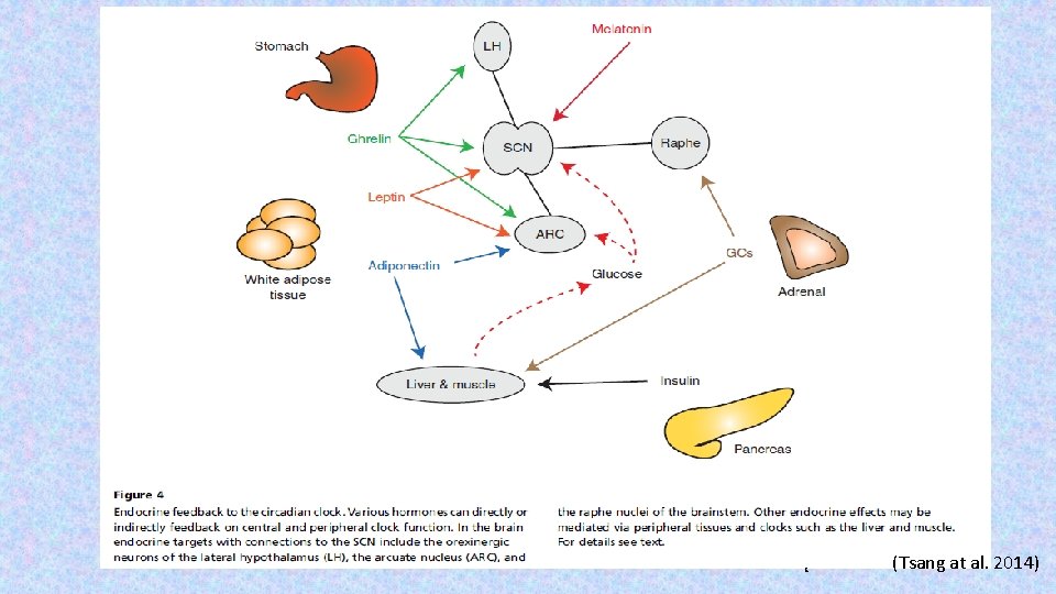 E (Tsang at al. 2014) 
