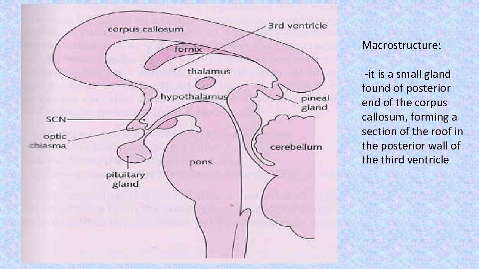 Macrostructure: -it is a small gland found of posterior end of the corpus callosum,