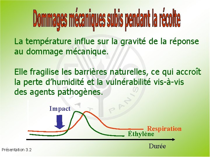 La température influe sur la gravité de la réponse au dommage mécanique. Elle fragilise