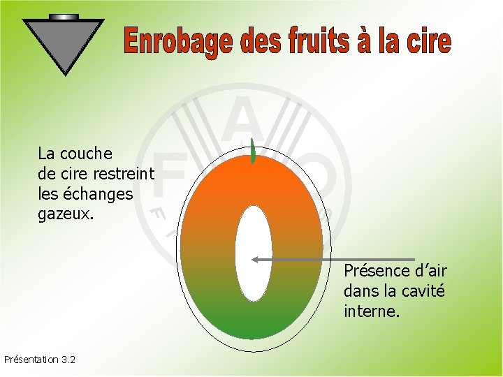 La couche de cire restreint les échanges gazeux. Présence d’air dans la cavité interne.