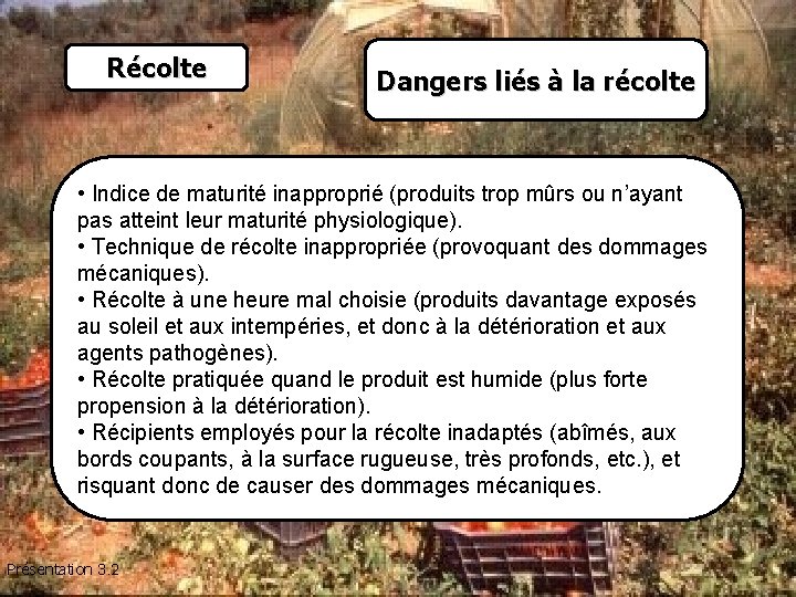 Récolte Dangers liés à la récolte • Indice de maturité inapproprié (produits trop mûrs