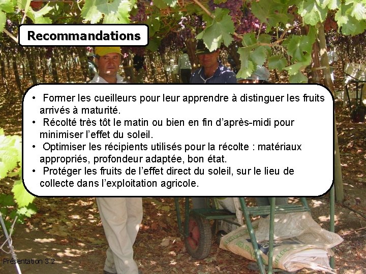 Recommandations • Former les cueilleurs pour leur apprendre à distinguer les fruits arrivés à