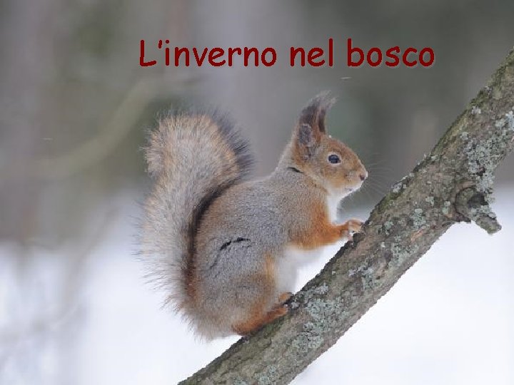 L’inverno nel bosco 