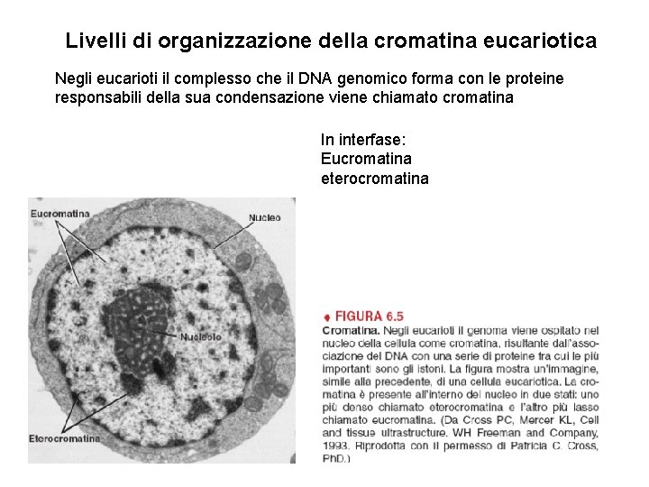 Livelli di organizzazione della cromatina eucariotica Negli eucarioti il complesso che il DNA genomico