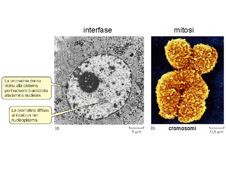 interfase mitosi cromosomi 