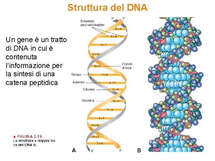 Struttura del DNA Un gene è un tratto di DNA in cui è contenuta