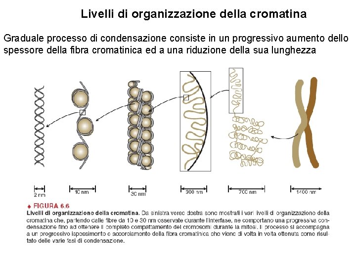 Livelli di organizzazione della cromatina Graduale processo di condensazione consiste in un progressivo aumento
