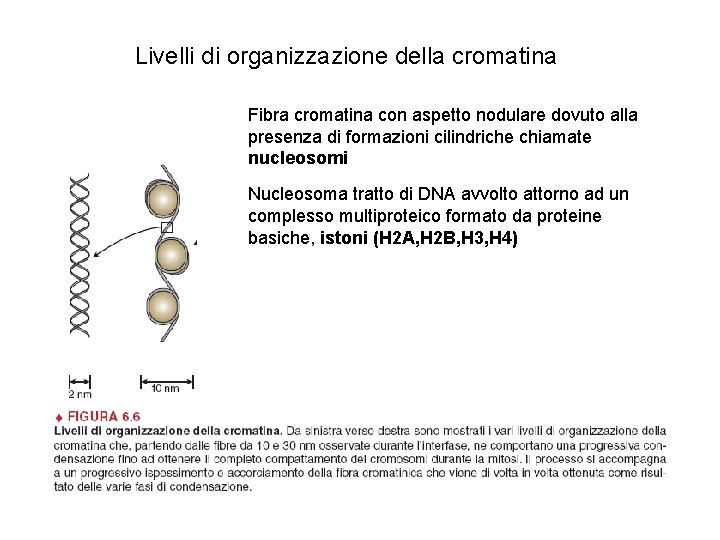 Livelli di organizzazione della cromatina Fibra cromatina con aspetto nodulare dovuto alla presenza di