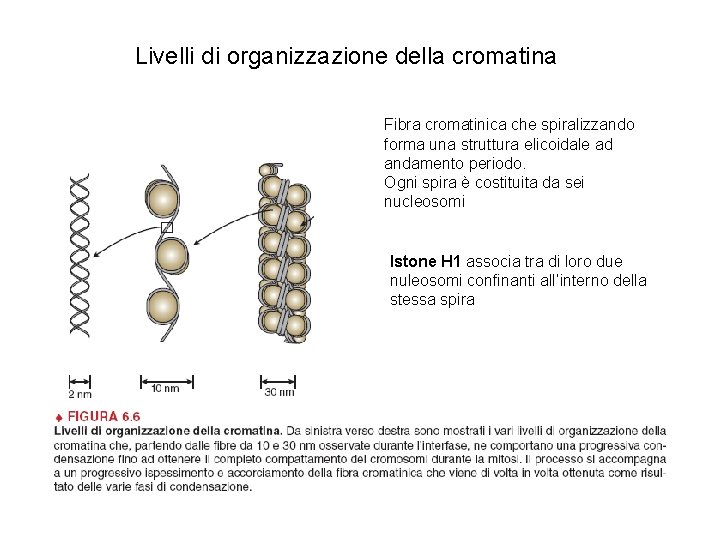 Livelli di organizzazione della cromatina Fibra cromatinica che spiralizzando forma una struttura elicoidale ad