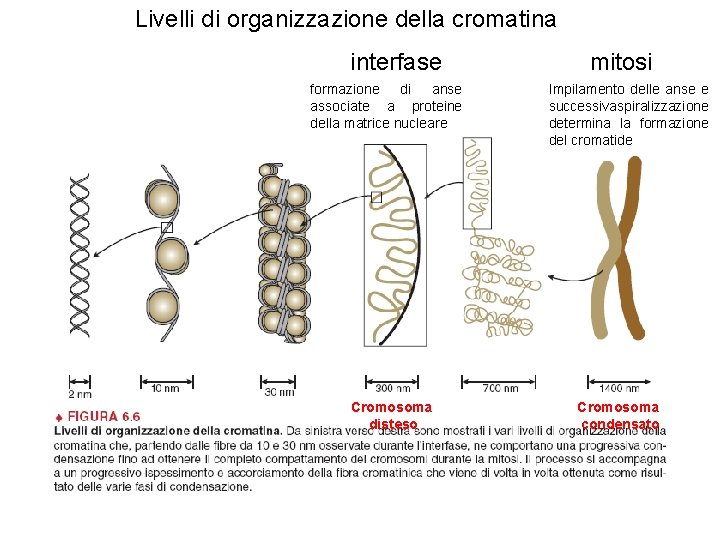 Livelli di organizzazione della cromatina interfase formazione di anse associate a proteine della matrice