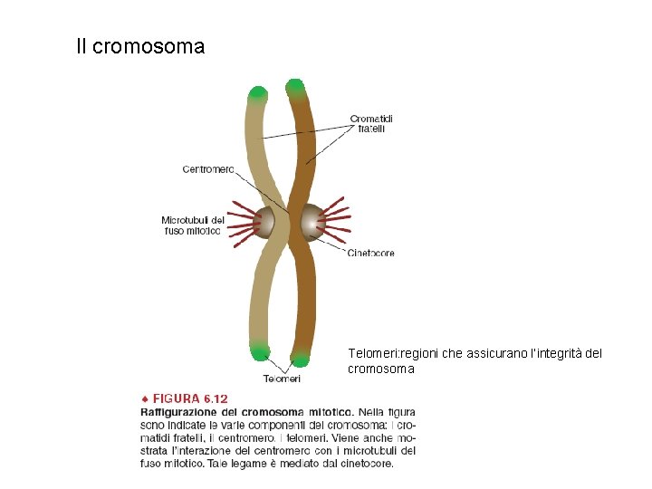 Il cromosoma Telomeri: regioni che assicurano l’integrità del cromosoma 