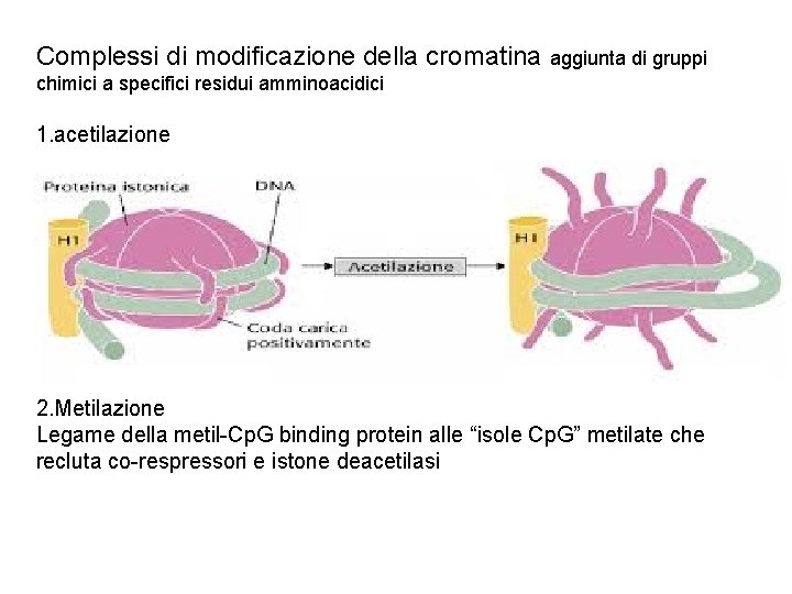 Complessi di modificazione della cromatina aggiunta di gruppi chimici a specifici residui amminoacidici 1.