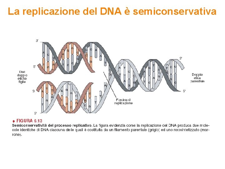 La replicazione del DNA è semiconservativa 