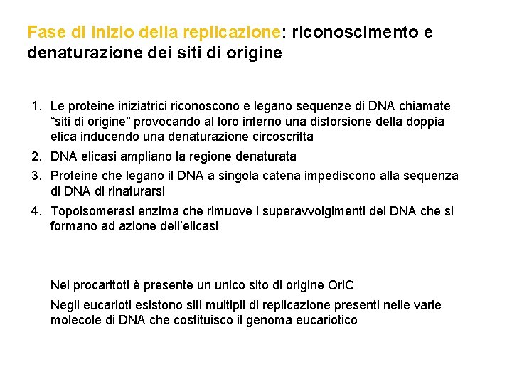 Fase di inizio della replicazione: riconoscimento e denaturazione dei siti di origine 1. Le