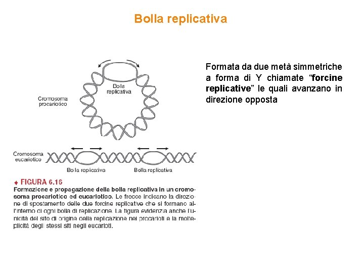 Bolla replicativa Formata da due metà simmetriche a forma di Y chiamate “forcine replicative”