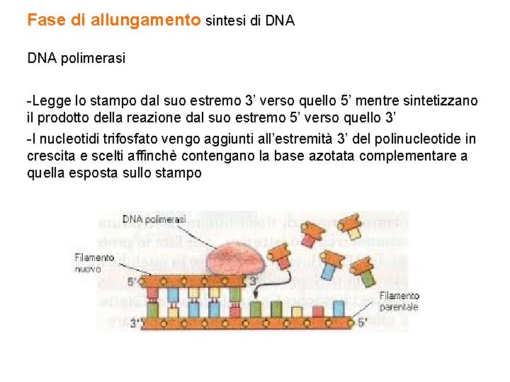 Fase di allungamento sintesi di DNA polimerasi -Legge lo stampo dal suo estremo 3’