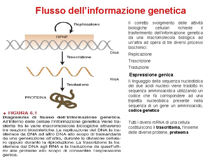 Flusso dell’informazione genetica Il corretto svolgimento delle attività biologiche cellulari richiede il trasferimento dell’informazione