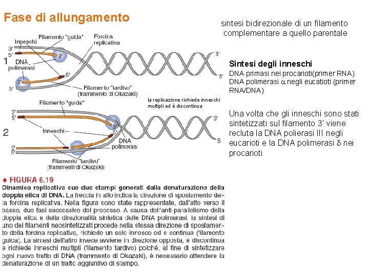 Fase di allungamento sintesi bidirezionale di un filamento complementare a quello parentale Sintesi degli