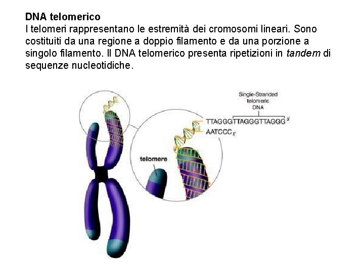 DNA telomerico I telomeri rappresentano le estremità dei cromosomi lineari. Sono costituiti da una