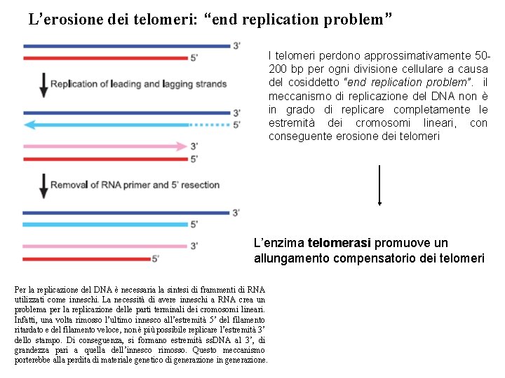 L’erosione dei telomeri: “end replication problem” I telomeri perdono approssimativamente 50200 bp per ogni