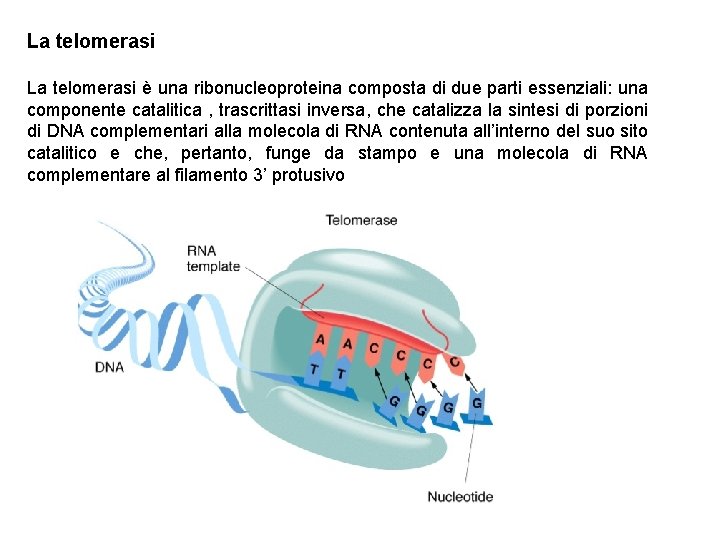 La telomerasi è una ribonucleoproteina composta di due parti essenziali: una componente catalitica ,