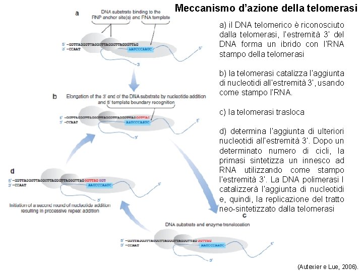 Meccanismo d’azione della telomerasi a) il DNA telomerico è riconosciuto dalla telomerasi, l’estremità 3’