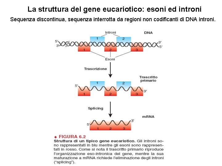 La struttura del gene eucariotico: esoni ed introni Sequenza discontinua, sequenza interrotta da regioni