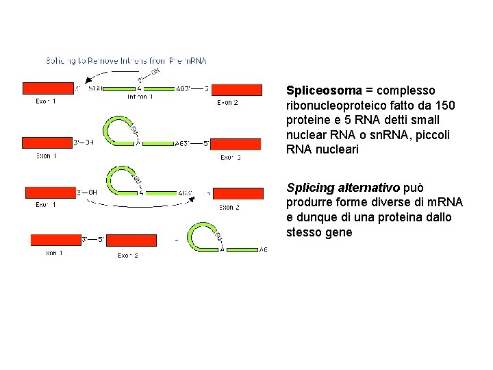 Spliceosoma = complesso ribonucleoproteico fatto da 150 proteine e 5 RNA detti small nuclear